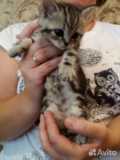 Шотландские котята