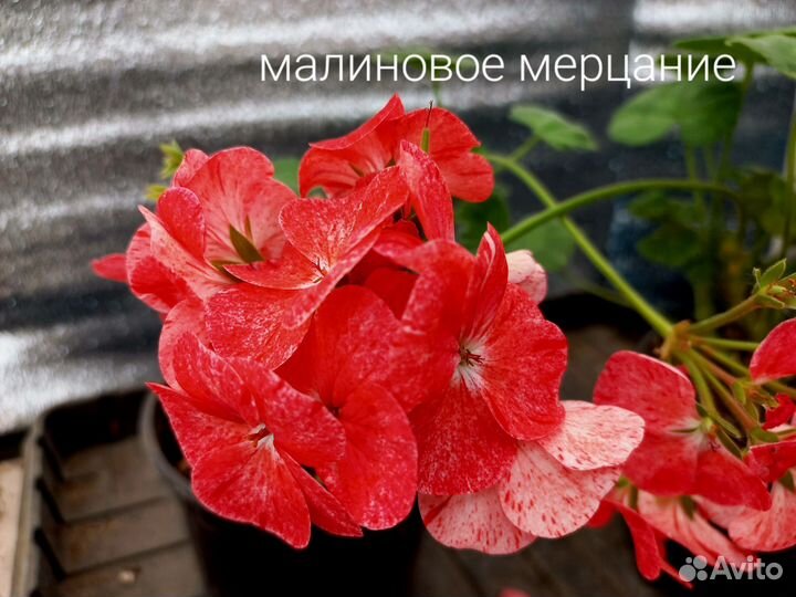 Пеларгония