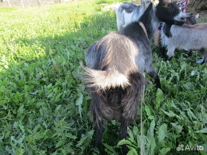 Коза дойная молочная