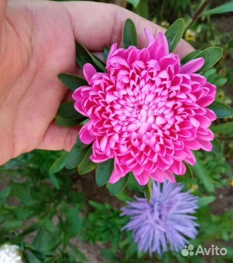 Рассада цветов астра