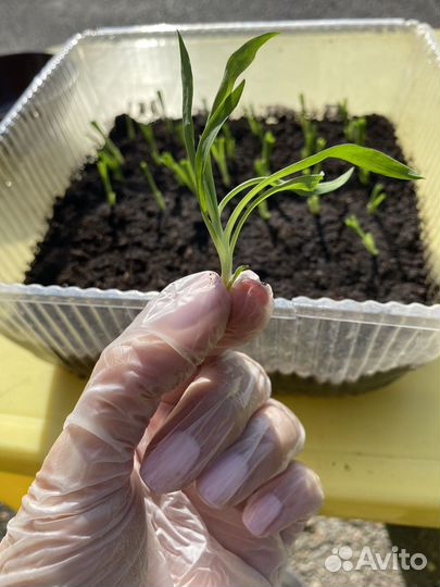 Цветы гвоздика вегетативная