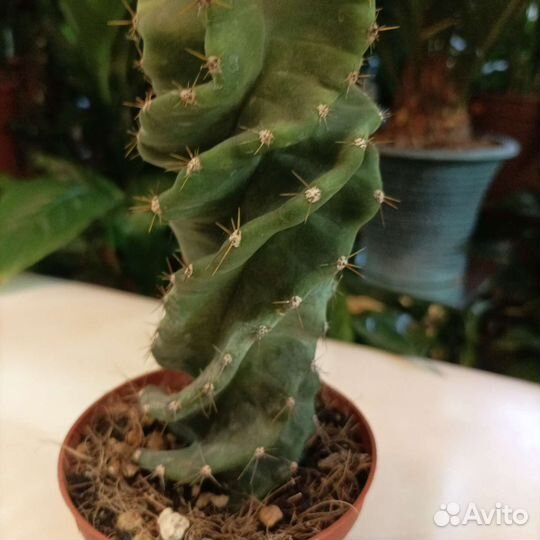 Кактус цереус