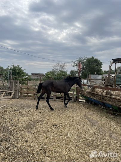 Годовалый жеребчик