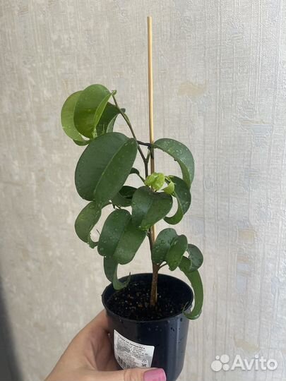 Фикус букле