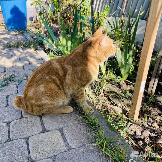 Представитель о.Кунашир открыт