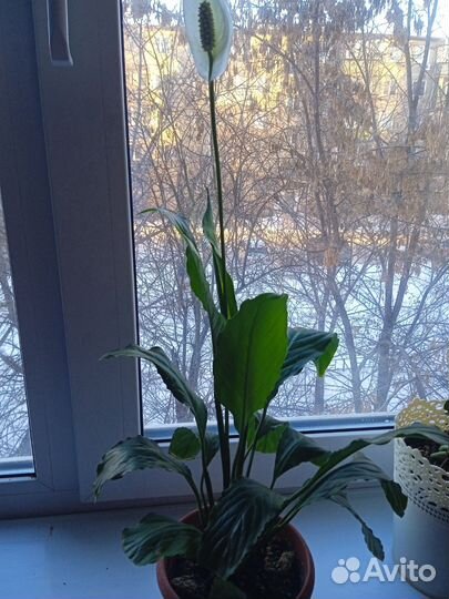 Спатифиллум