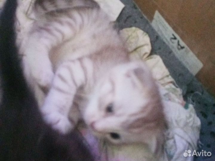 Кошка в дар бесплатно