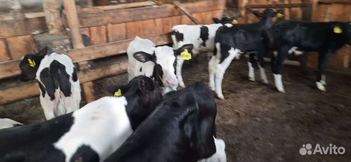 Бычки элитные