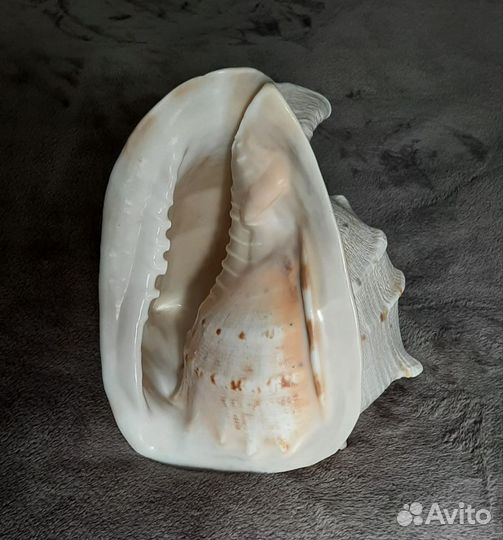 Ракушка,раковина Касис 23см