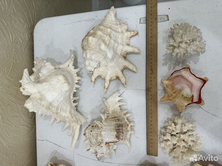 Коллекция морских раковин, ракушки, разные