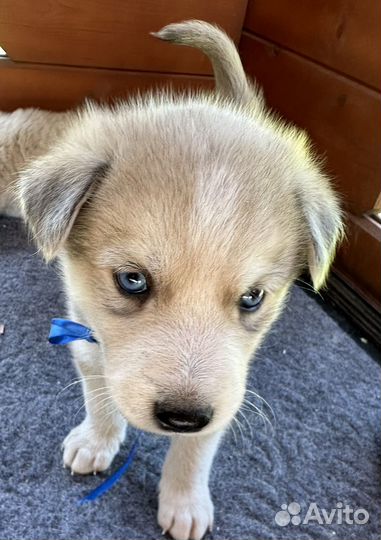 Щенки хаски