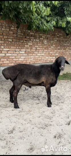 Овцы бараны