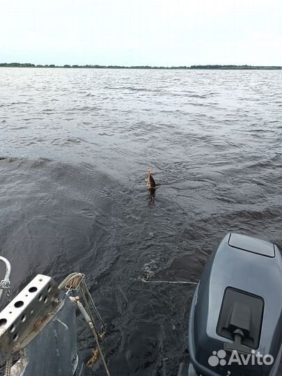 Tarpon 9.9 (15) в расширенной комплектации, обмен