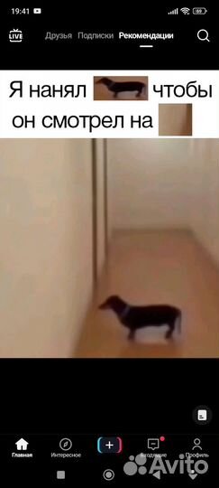 Собака собака