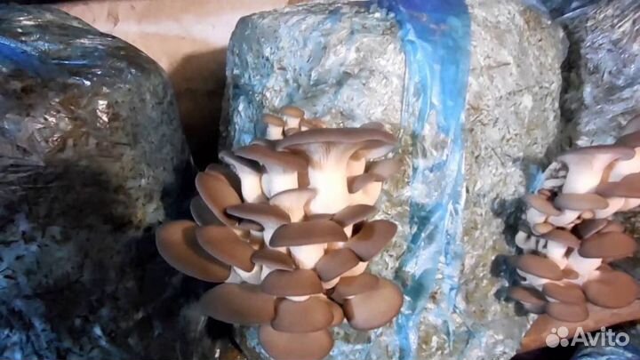 Мицелий грибов интересно просто и вкусно