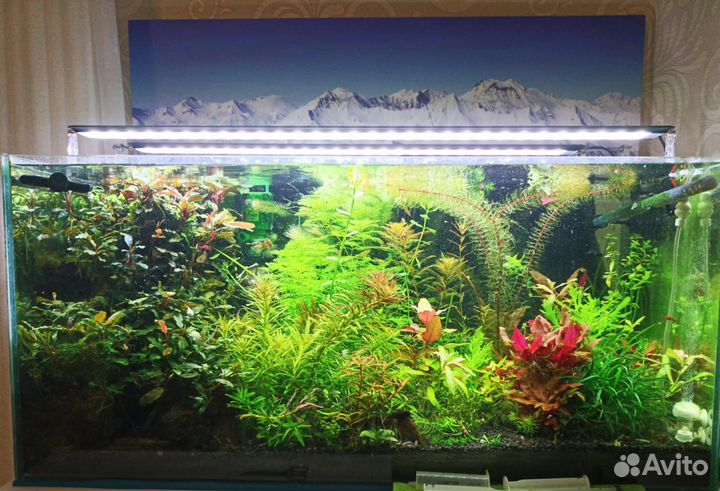 Аквариумные растения