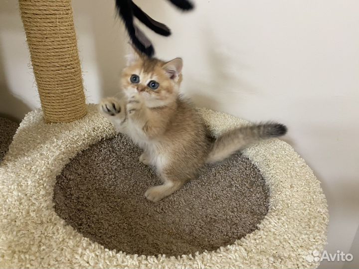 Британская золотая шиншилла котята