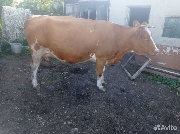 Продаётся корова