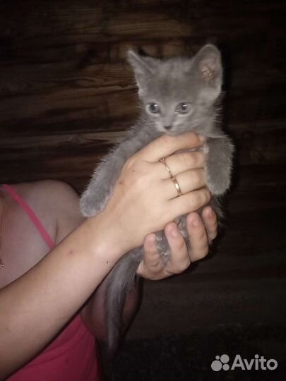 Котята в добрые руки, обе девочки