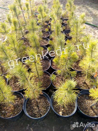 Кедр Сибирский 40-60см Экстра