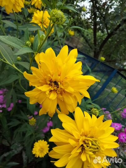 Многолетние цветы