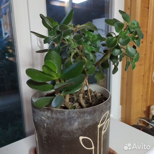 Денежное дерево