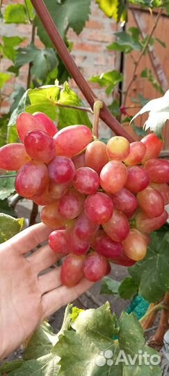 Саженцы и черенки винограда на осень 2023г