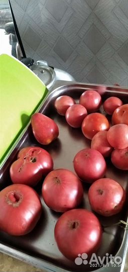 Рассада помидор и огурцов