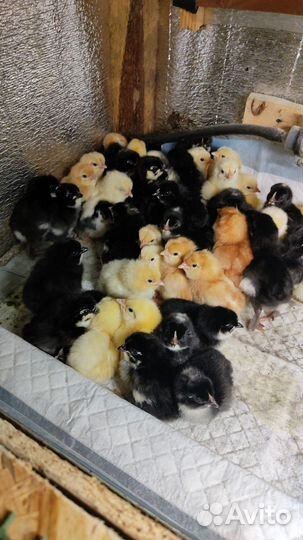 Цыпленок суточный