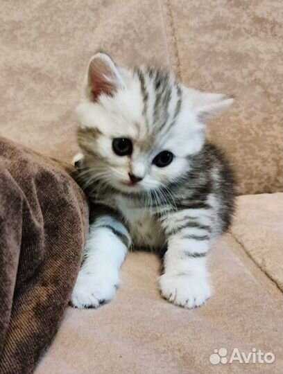 Шотландские котята