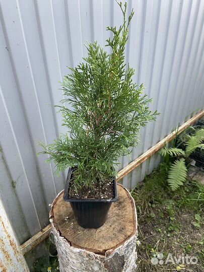 Туя смарагд