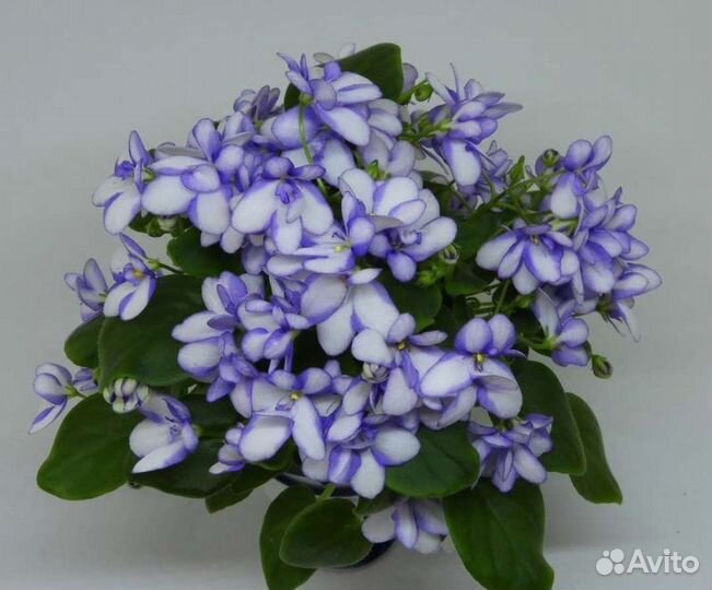 Фиалка Rob's Himpty Doo