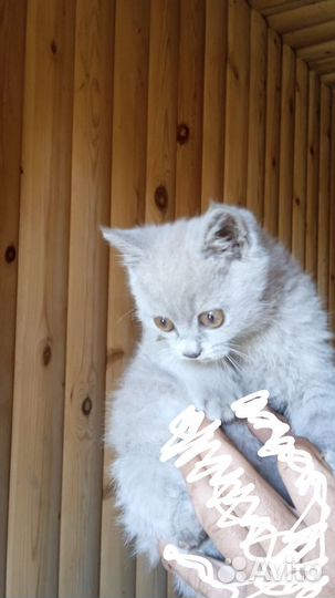 Котенок британец