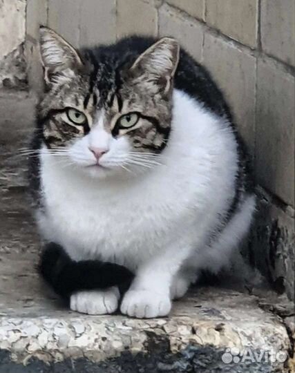 Европейская