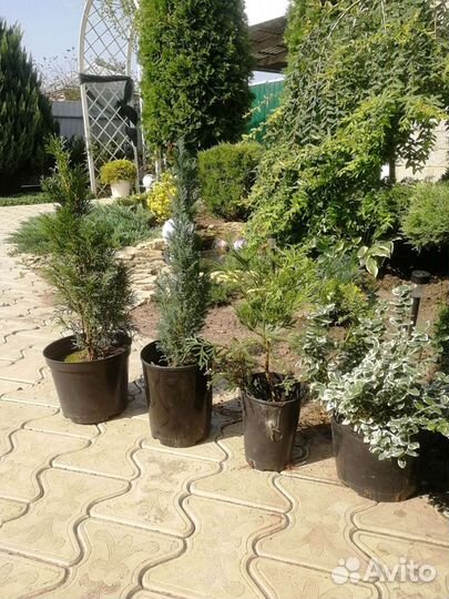 Декоративные растения для сада. Туи, можжевельники