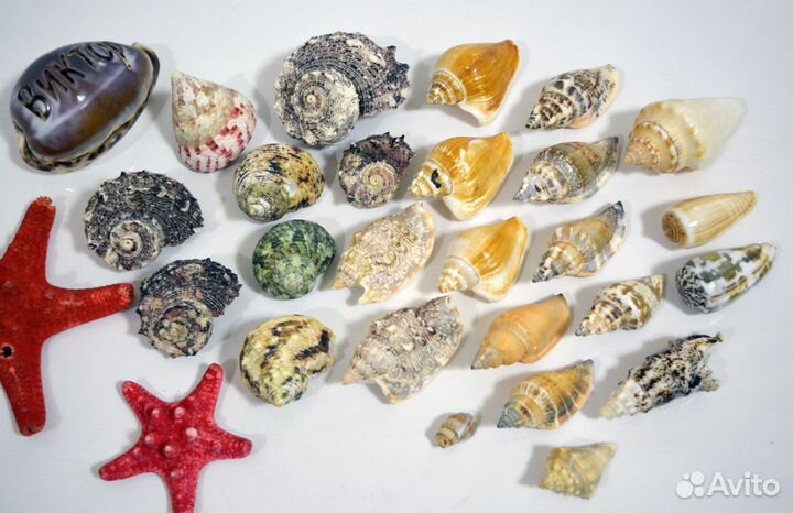 Морские ракушки 60 шт + 2 морские звезды