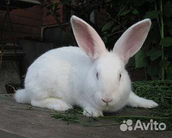 Кролики белый паннон