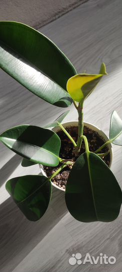 Фикус каучуконосный эластика