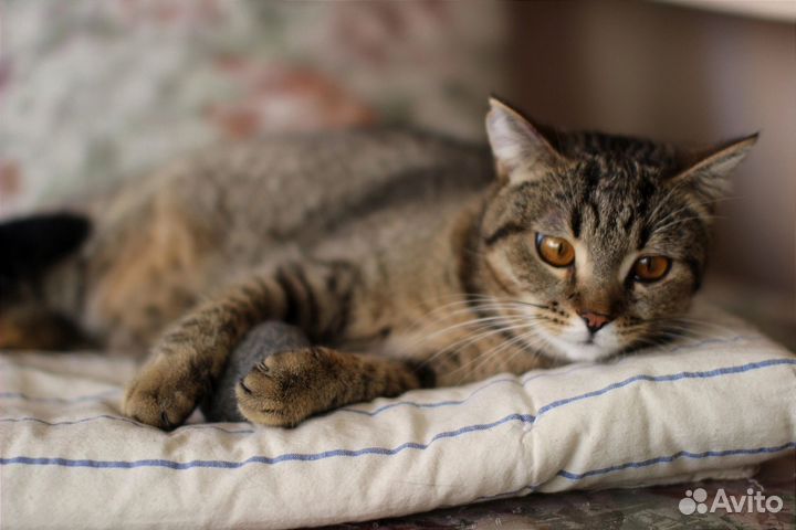 Кошка в дар