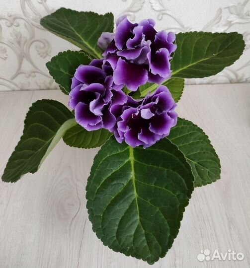Глоксиния махровая