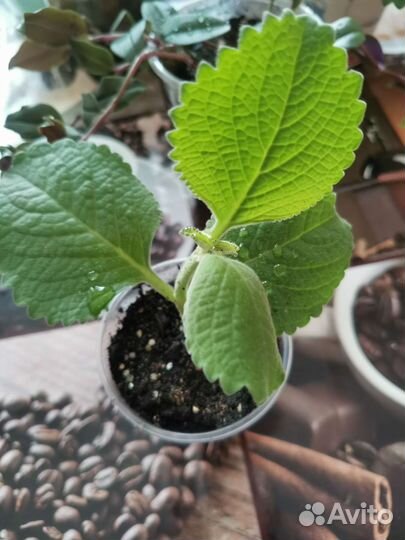 Листики фиалки, традесканция, герань, мелисса