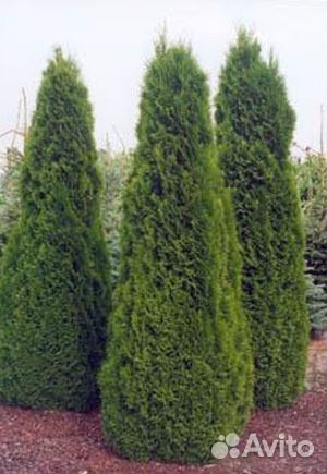 Туя западная Смарагд