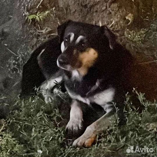 Том ищет дом