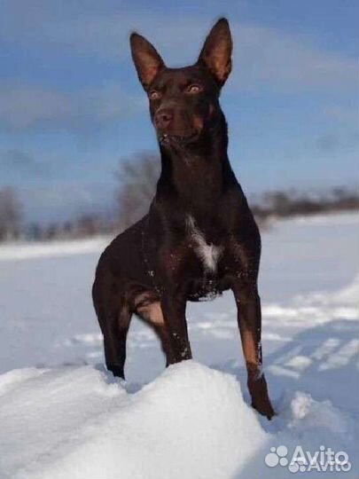 Собаки пастухи Келпи рабочие