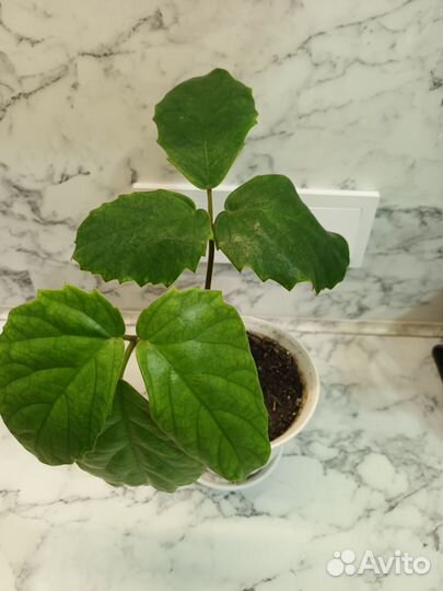 Тетрастигма