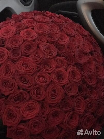 Роза 25,51,101,151,350,бесплатная доставка