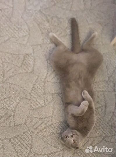 Кошечка ищет кота на вязку