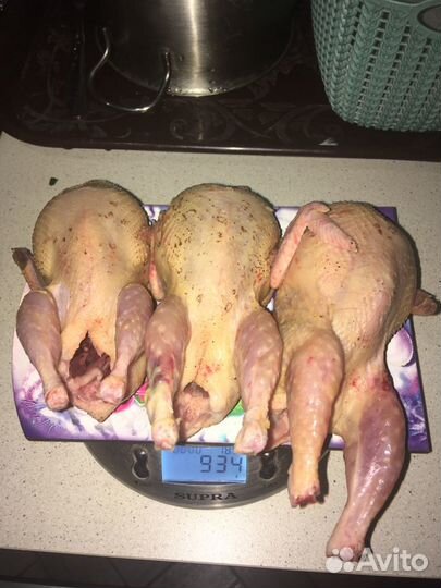 Инкубационное яйцо перепела техасец утяжеленный