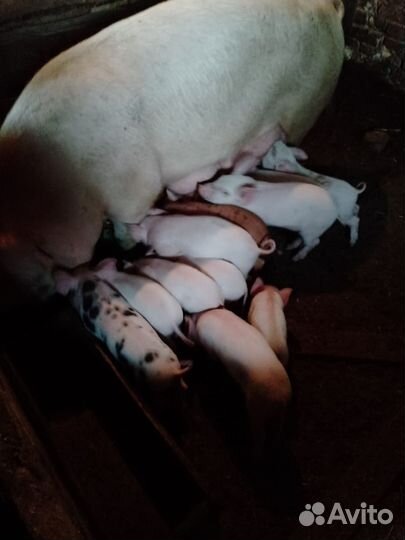 Продам поросят