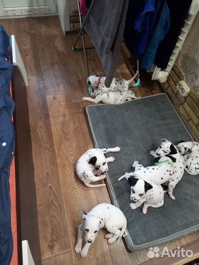 Щенки далматина